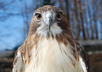 A hawk that receives care at the Kellogg Bird Sanctuary